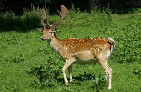 Fallow deer in a clearing