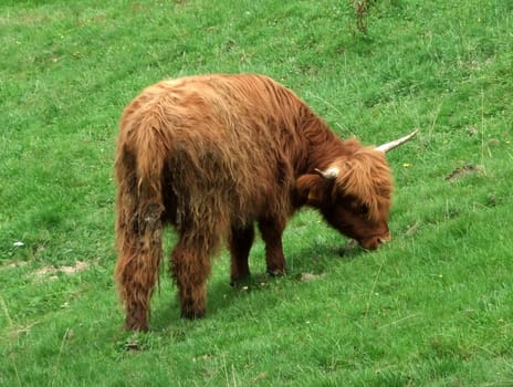 young highland cattle