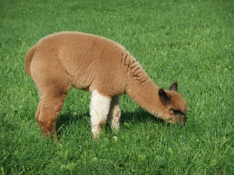 young alpaca