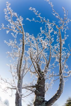 Frost