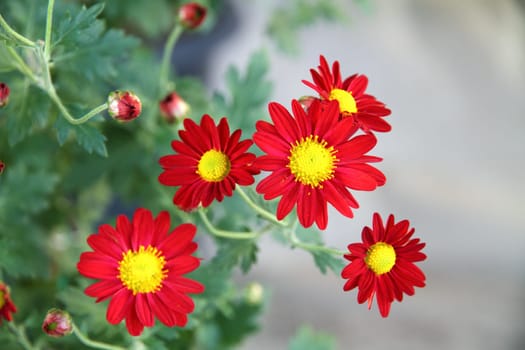 Red chrysanthemum flower
