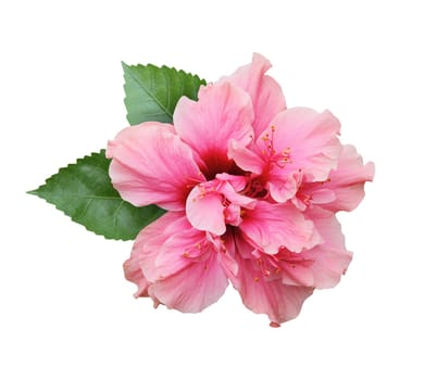 Hibiscus flower isolated on white