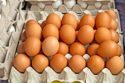 Egg