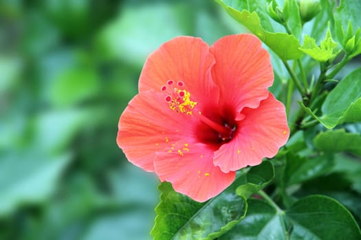 Hibiscus flower