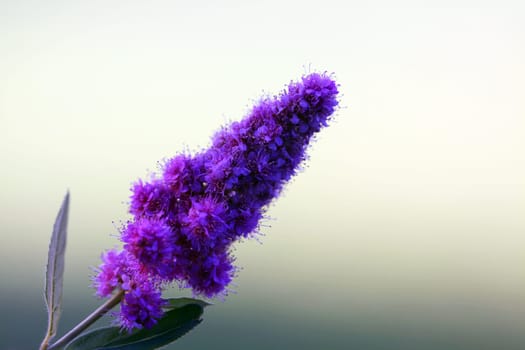 Mentha longifolia