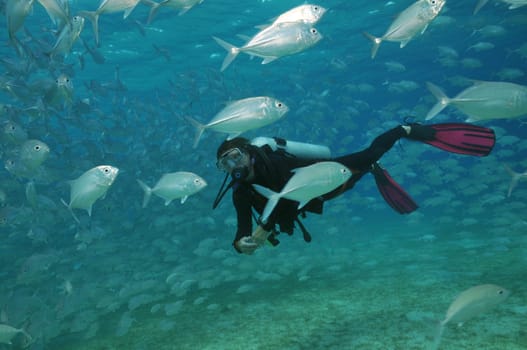 In a school of fish