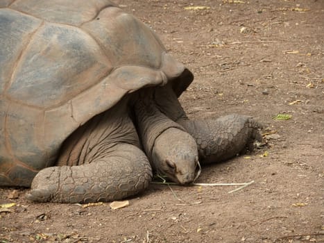 Giant tortoise