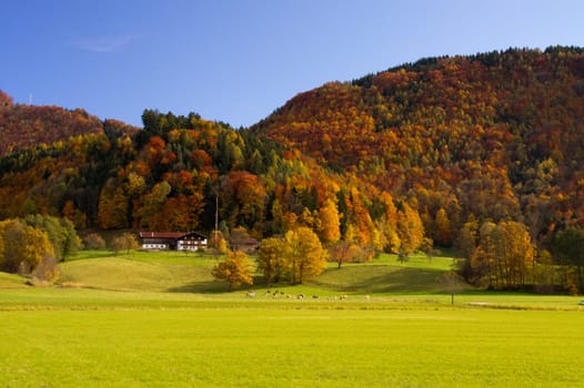 Indian Summer Autumn Gold Yellow Orange