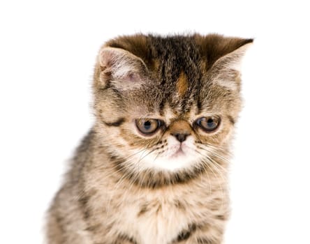 kitten