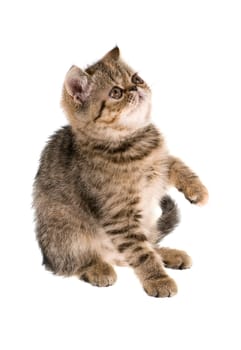 kitten