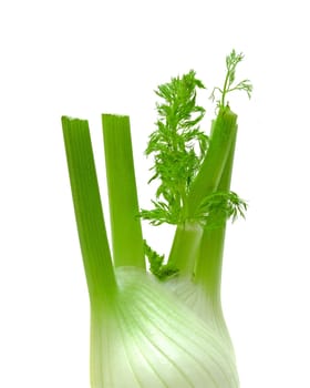Fennel