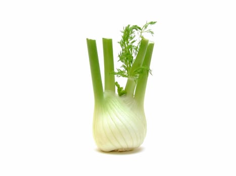 Fennel
