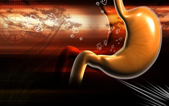 Stomach