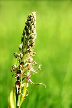 The orchid of the year 1999 and at the same time our strongest and most stately native orchid: the Bock's strap tongue