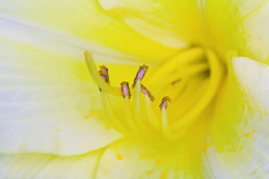 Lilly bloom