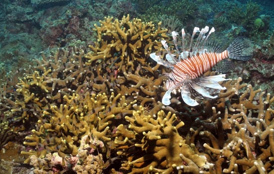With its pectoral fin rays,the lionfish corners smaller fish