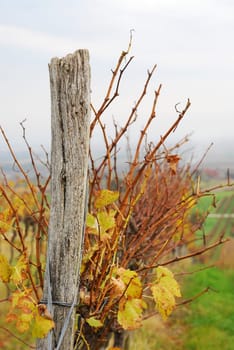 Row in the vineyard