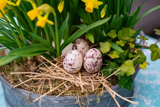 Daffodils with bulbs in a large pot with eggs for Easter