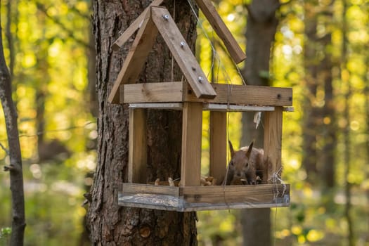 A beautiful red squirrel climbs a tree in search of food. A squirrel sits in a feeder eating nuts and seeds close-up.