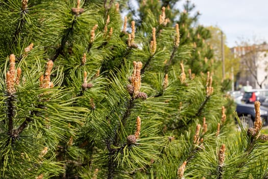 Small cones on a pine branch close up