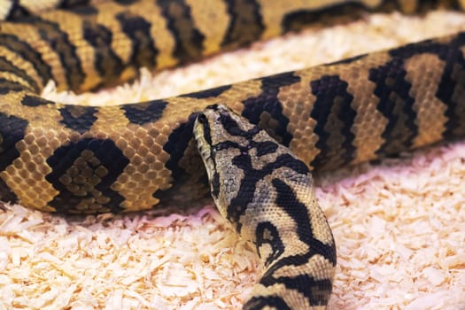 Small brown snake in a terrarium close up