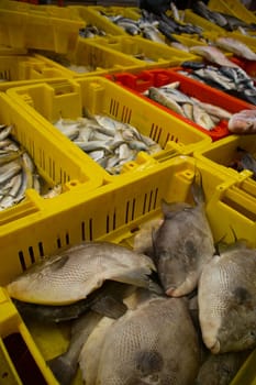 Fish at the market in the Israeli city of Acre. High quality photo