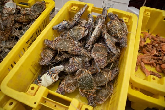 Fish at the market in the Israeli city of Acre. High quality photo