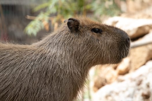Large animal of South America - Capybara. High quality photo