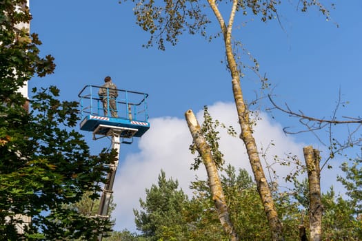 an employee rises on a car tower to saw off dangerously growing branches of a tall tree in a residential quarter of the city. Work of municipal city services