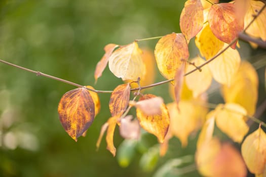 Autumn yellow maple leaf among green foliage. Early Autumn.