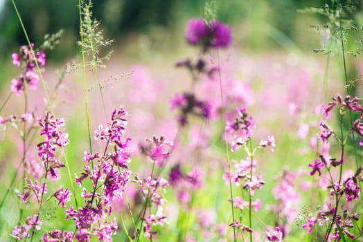 Ivan tea blooms in a meadow among the forest on a sunny day in June.beautiful wildflowers background. summer nature.