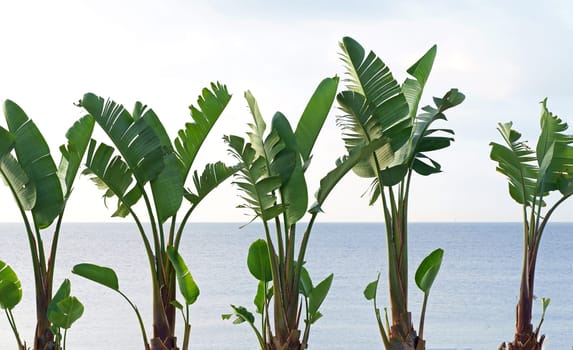 banana palms against the background of the sea