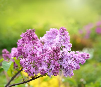Lilac flowers branch. Floral background natural spring. Beautiful purple petal plant. Summer garden Pink liliac