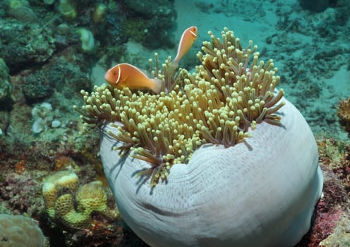 Nemos over her anemone