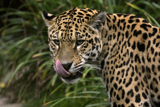 Jaguar
