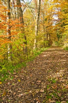 Deciduous forest in autumn
