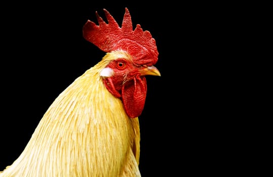 Proud rooster