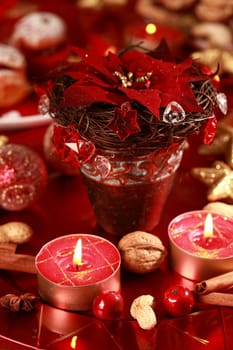 Christmas rose