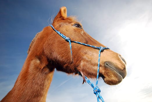 Fox mare