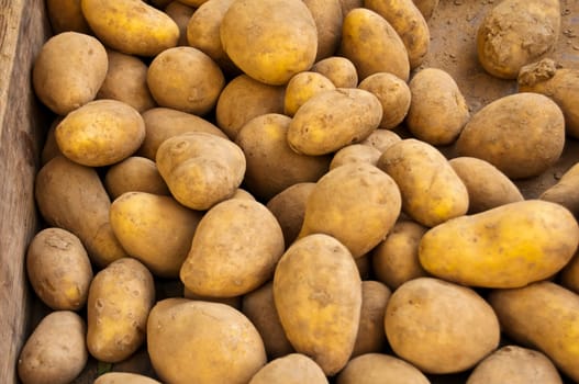 Potato