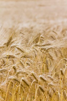 Background - Golden Harvest