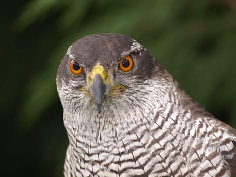 Hawk