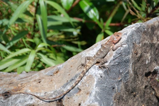 Agama Male