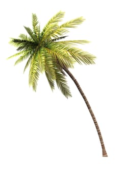 3D Coconut Palm Isolated 02