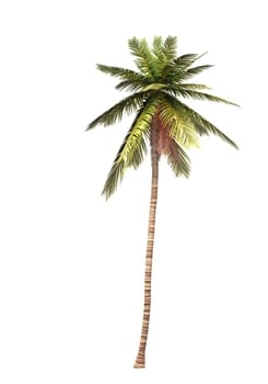3D Coconut Palm Isolated 01