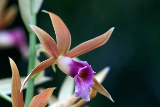Phaius tankervilleae