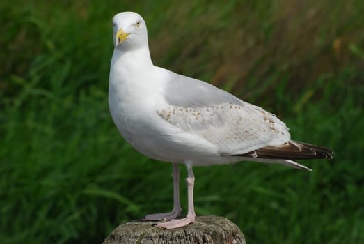Seagull - Seagull 5