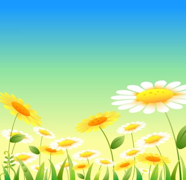 Daisy flower