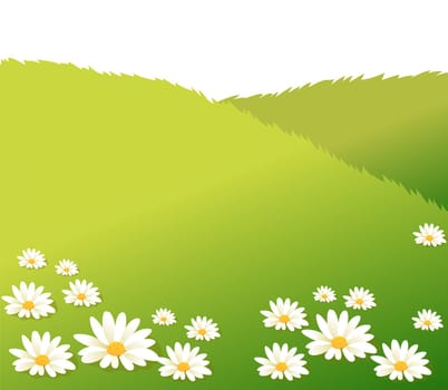 white daisy flower and lawn