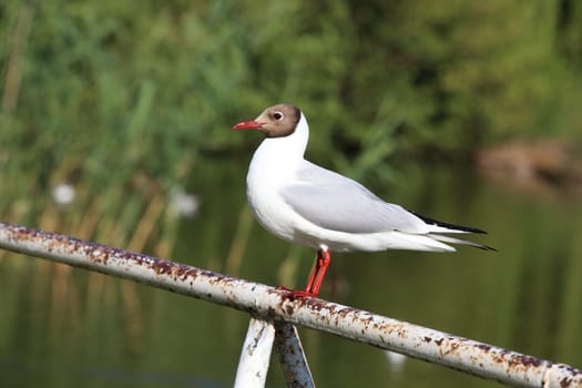 Seagull - Seagull 34